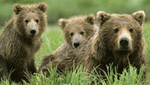 About Alaska