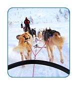 Dogsledding in Alaska