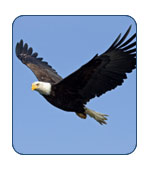 Bald Eagle in Alaska