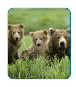 Alaska's Bears