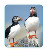 Alaska's Birds