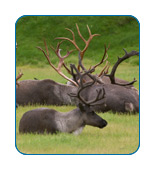 Caribou in Alaska