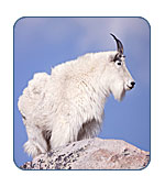Mountain Goat in Alaska