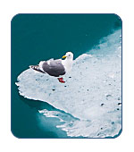 Gulls in Alaska