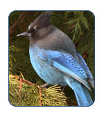 Steller's Jay in Alaska