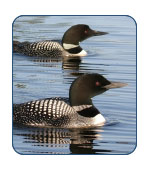 Loon in Alaska
