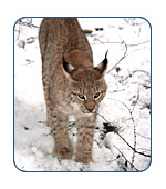 Lynx in Alaska