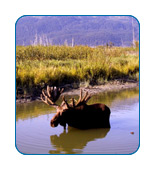 Moose in Alaska