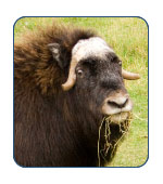 Musk Oxen in Alaska