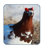 Ptarmigan in Alaska