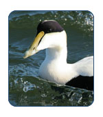 Eiders, or Sea Ducks in Alaska