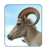 Dall Sheep in Alaska