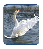 Swans in Alaska