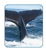 Alaska's Whales