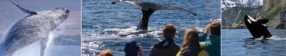 Alaska's Whale & Whale Watching