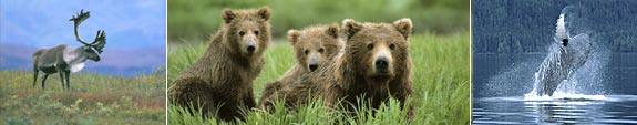 Alaska's Wildlife