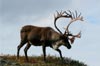 Celebrity Alaska Cruisetours