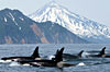 Holland America Alaska Cruises from Seattle