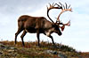 Holland America Alaska Cruisetours