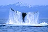 Royal Caribbean Alaska Cruises from Seward