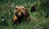 10 Nt Escorted Alaska Cruisetour