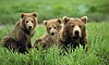 10 Nt Glacier Bay Highlights & Denali