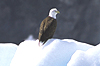 13 Nt Alaska's Whales & Wilderness + Denali