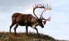11 Day Northbound Discover Denali Plus Glacier Route Cruise