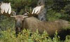 10 Night Kluane & Denali