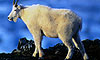 19 Night Dawson & Denali Plus