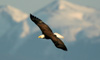 10 Night Majesty of Alaska