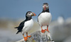 7 Night Alaskan Wonders