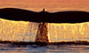 10 Nt Southbound Heart of Alaska