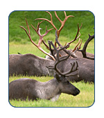 AlaskaCruises.com visits Kotzebue, Alaska.