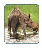 AlaskaCruises.com Alaska FAQs.