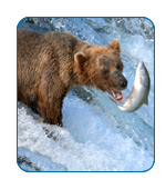 Bear Viewing from Anchorage, Alaska